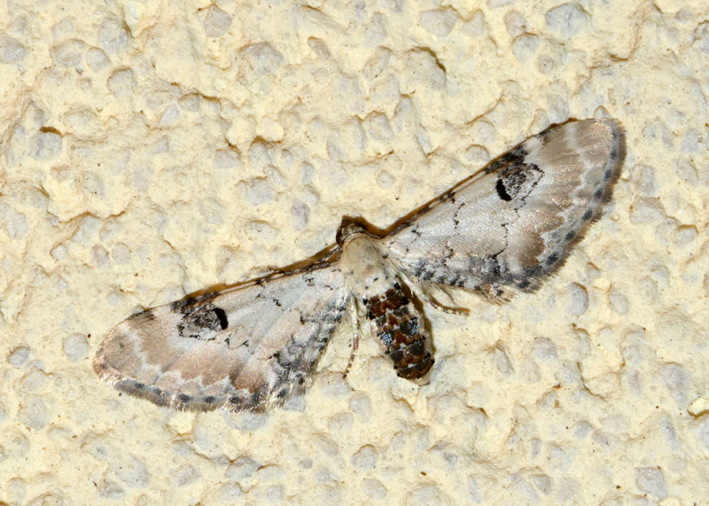 Geometridae Eupithecia centaureata ?